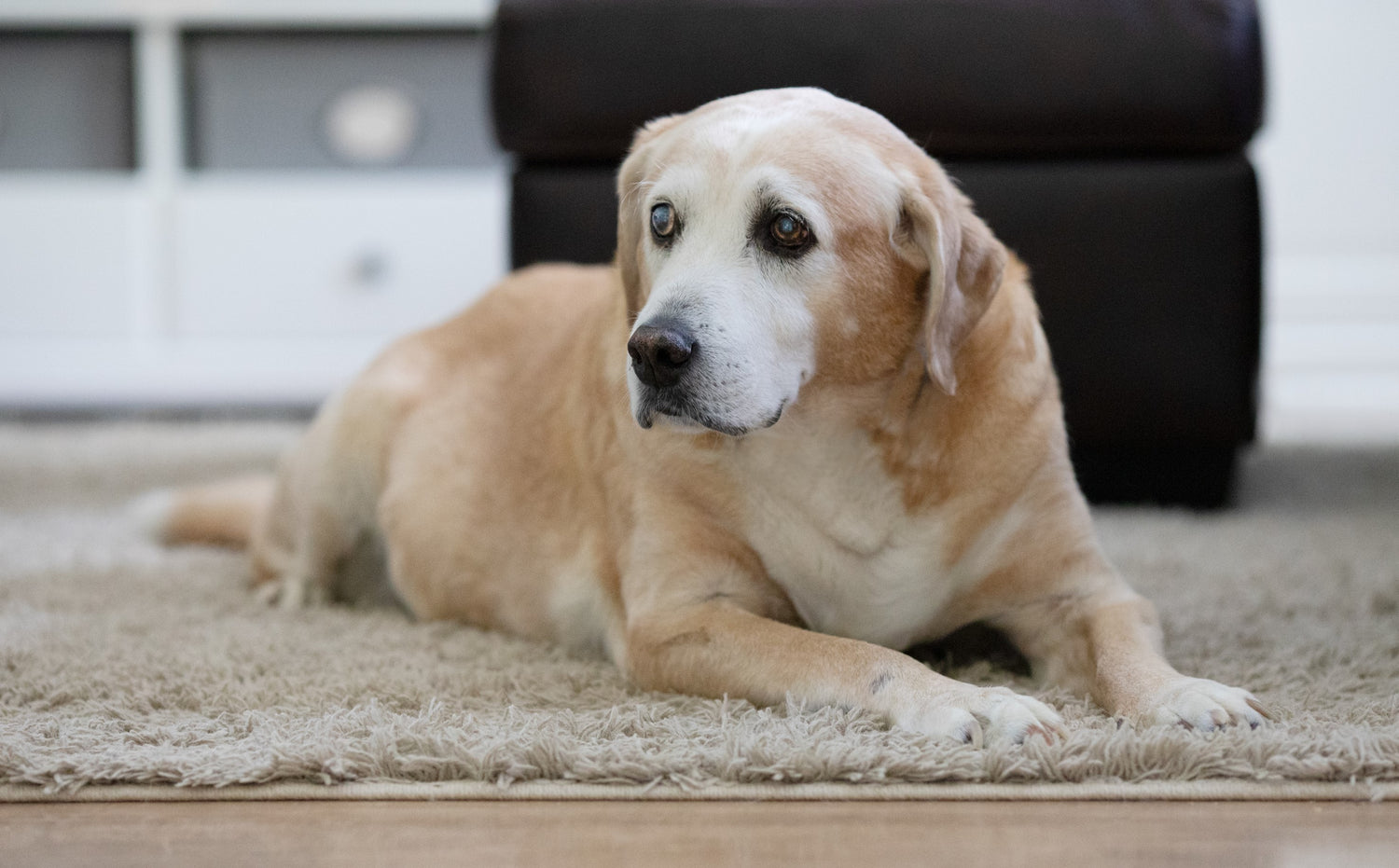 Senior Dog Supplements: How to Keep Your Aging Pet in Peak Health